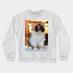love cute cats Crewneck Sweatshirt